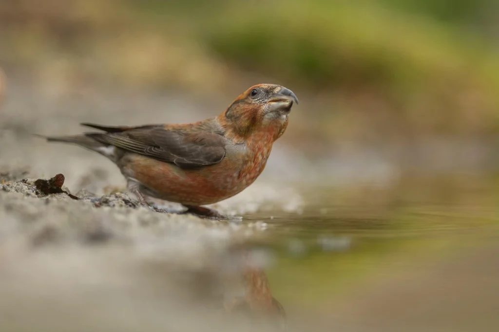 Red Crossbill