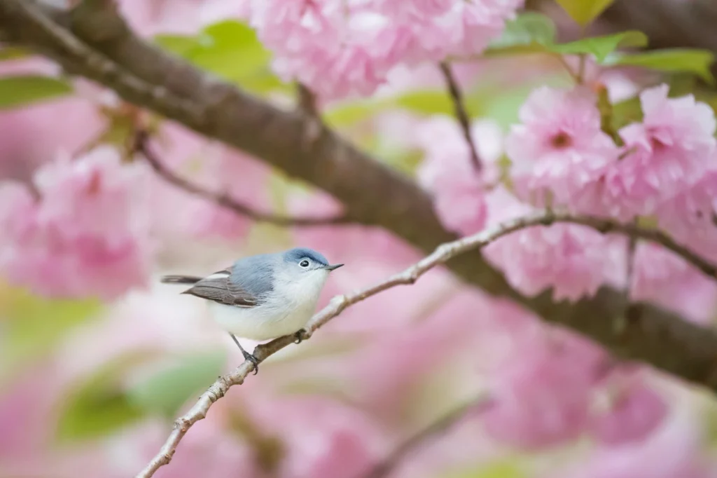 Blue-gray Gnatcatcher