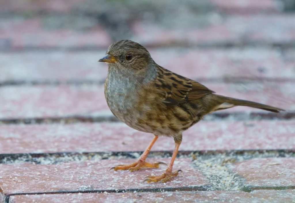 Dunnock