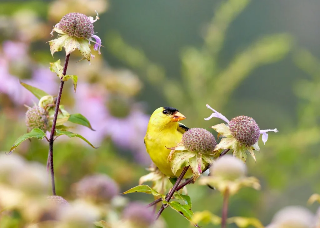 Goldfinch