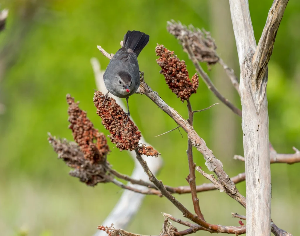 Gray Catbird