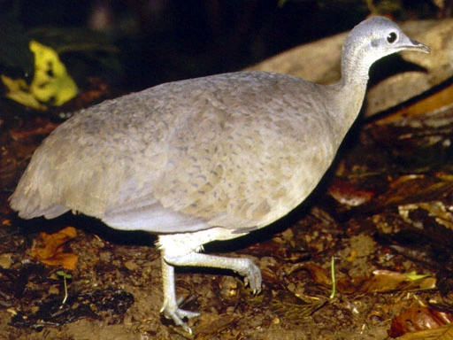 Great Tinamou