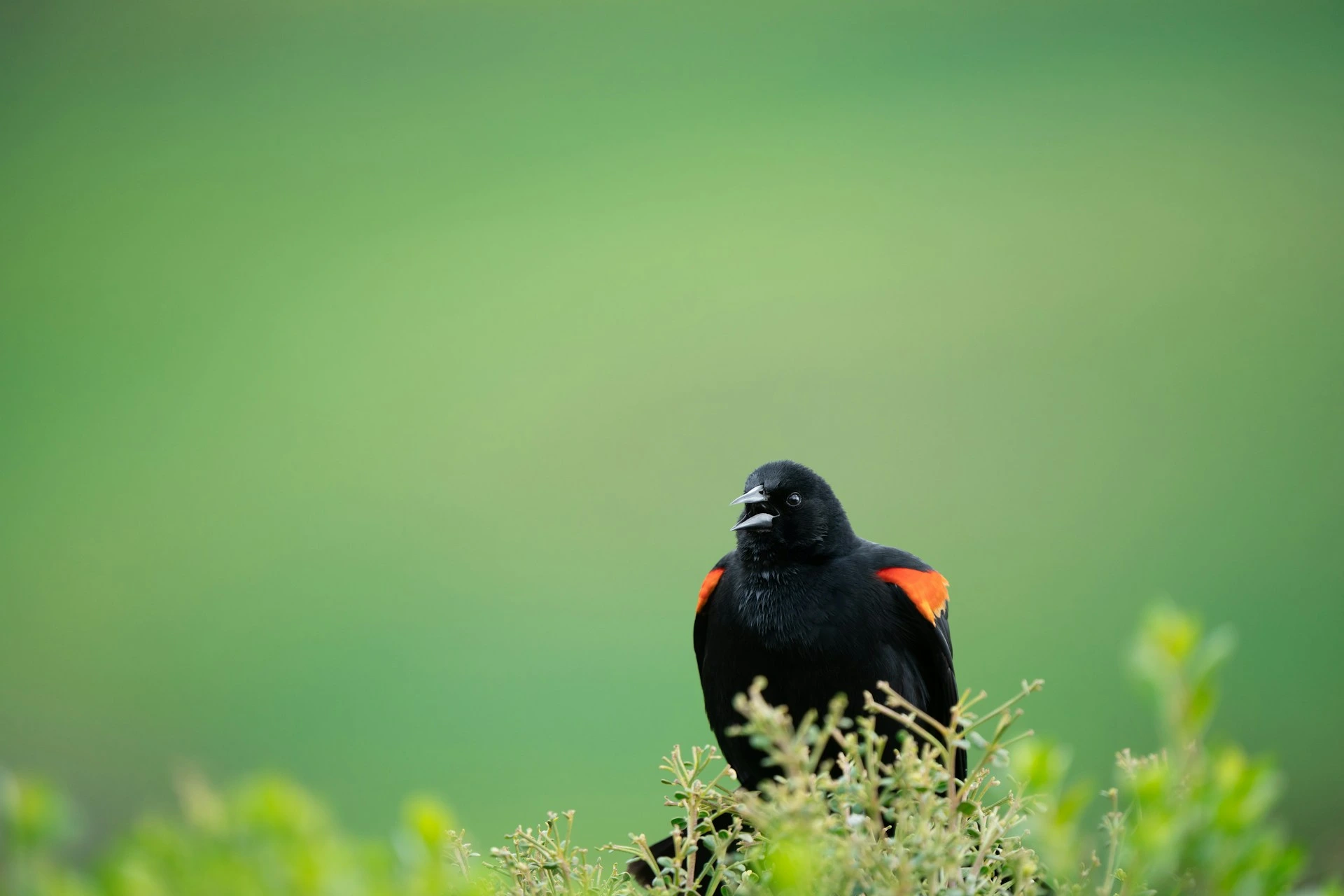 Red-winged Blackbird Red-winged Blackbird