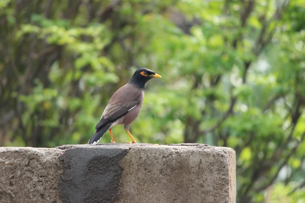 Common Myna
