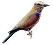 11. Purple Roller (Coracias naevius)