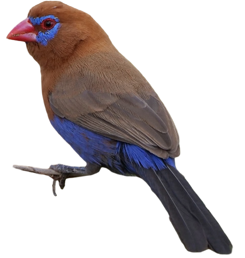 3. Purple Grenadier (Uraeginthus ianthinogaster)