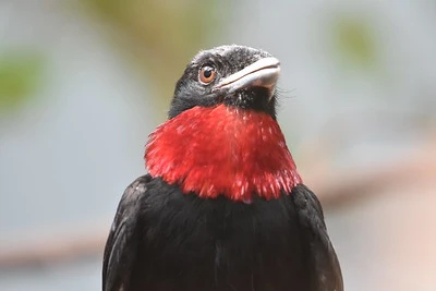 Purple-throated Fruitcrow