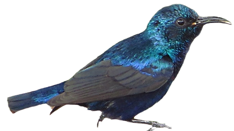 6. Purple Sunbird (Cinnyris asiaticus)