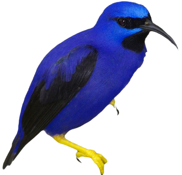 7. Purple Honeycreeper (Cyanerpes caeruleus)