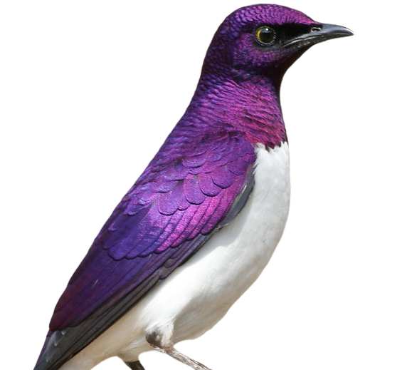 2. Violet-backed Starling (Cinnyricinclus leucogaster)