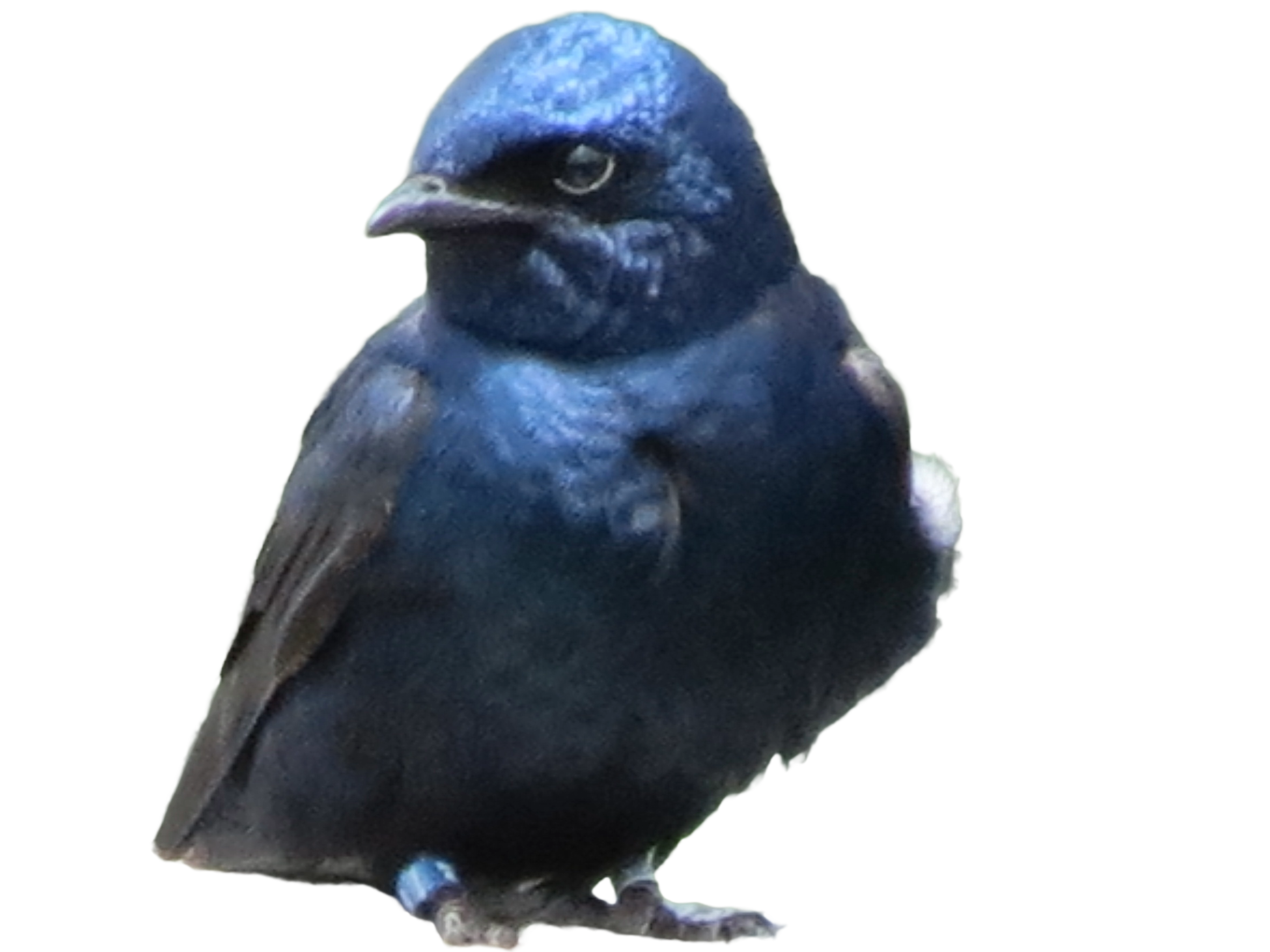 1. Purple Martin (Progne subis)