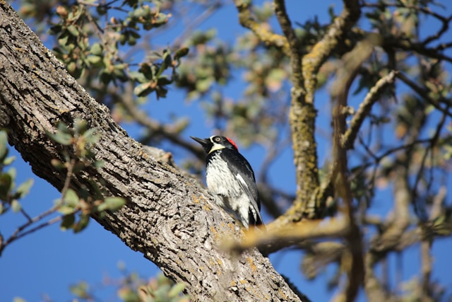 Florida Woodpeckers Acorn Woodpecker