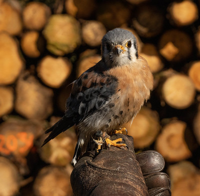 American Kestrel