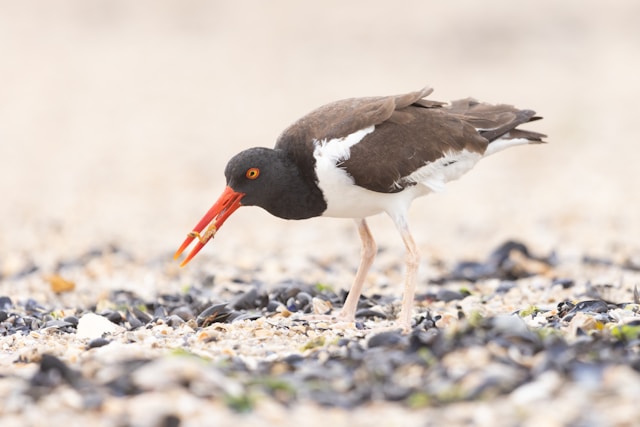 Florida Birds with Long Beaks American Oystercatcher