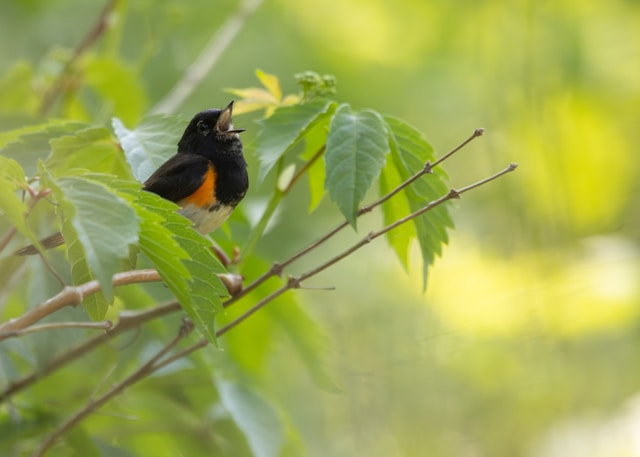 Red Birds in Florida  American Redstart 