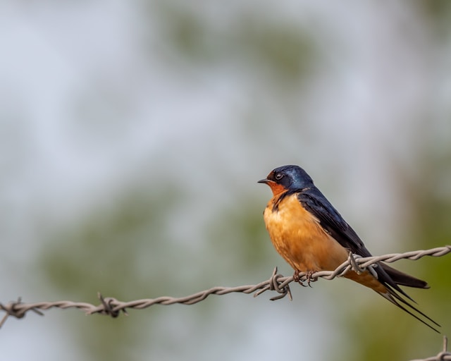 Blue Birds in Florida Barn Swallow