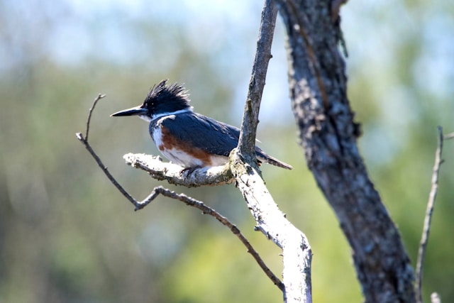 Belted Kingfisher