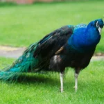 Birds That Looks Like a Peacock