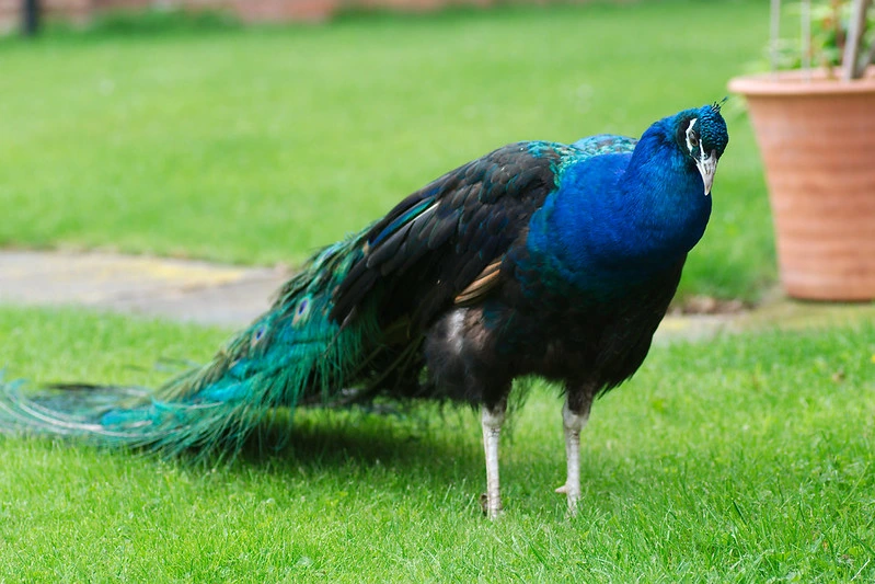 Birds That Looks Like a Peacock