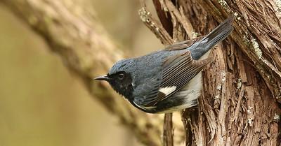 Black-throated Blue Warbler