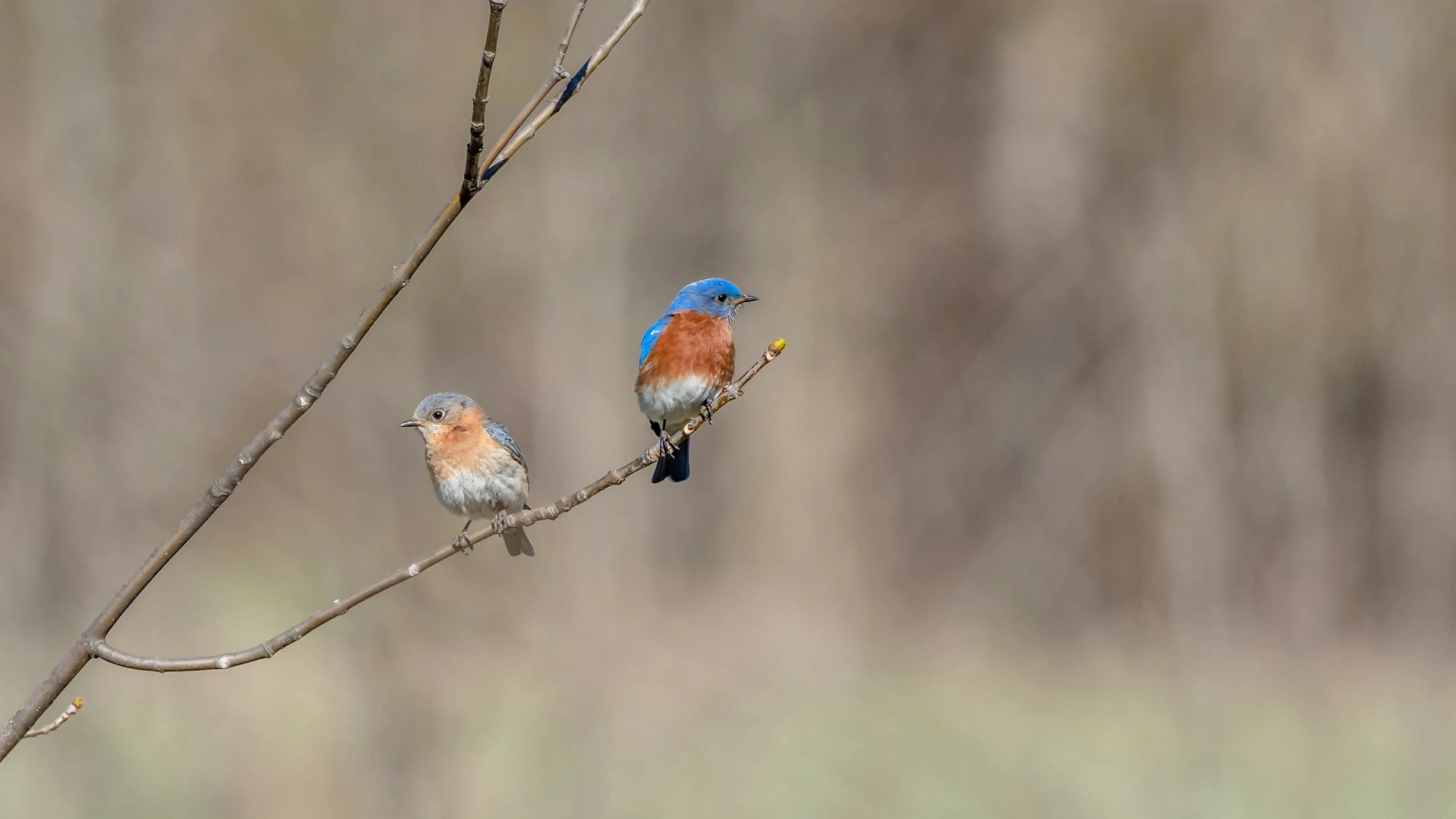 Blue Birds in Florida