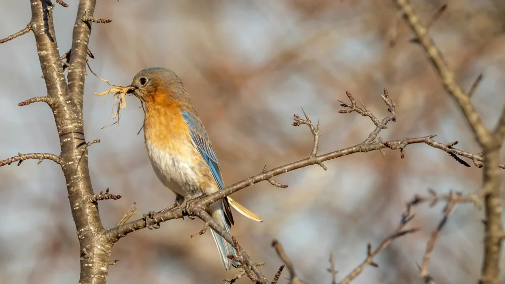 Blue Birds in Pennsylvania