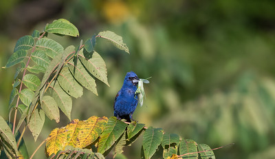 Blue Birds in Florida Blue Grosbeak