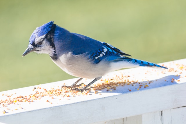 Blue Birds in Florida Blue Jay