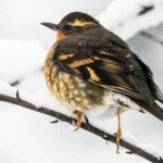 Blue birds in Michigan