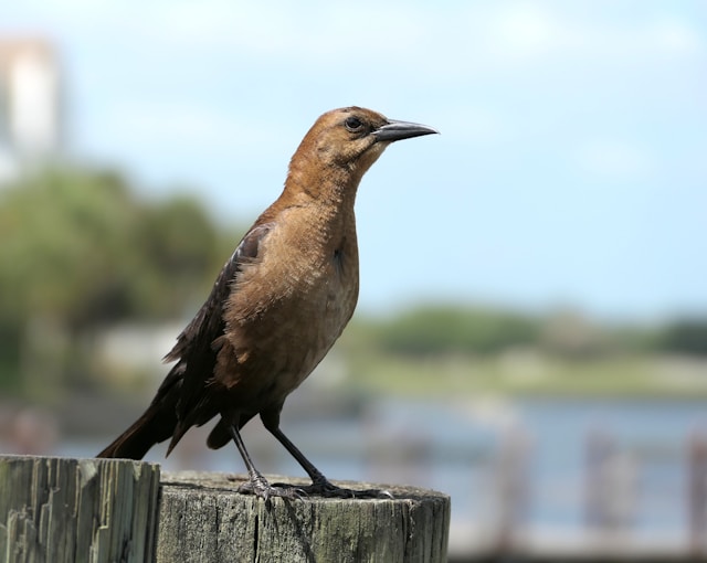 Brown birds in Florida Boat-tailed Grackle