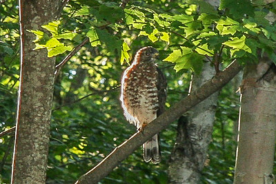 Broad-Winged Hawk