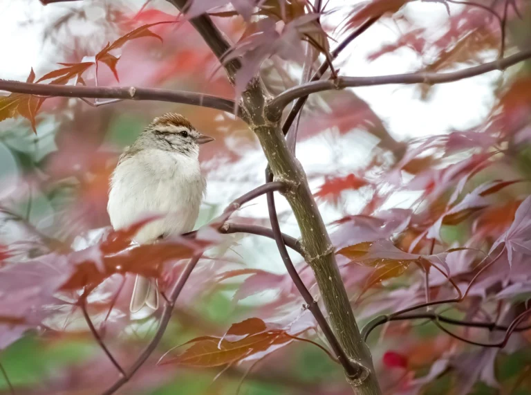 Discover 15 Types of Brown Birds in Florida