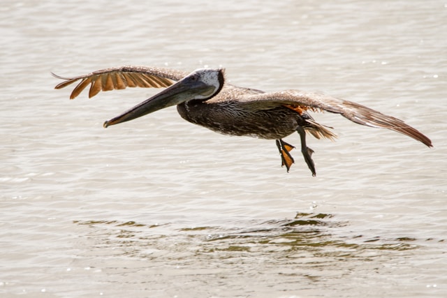 Brown birds in Florida Brown Pelican