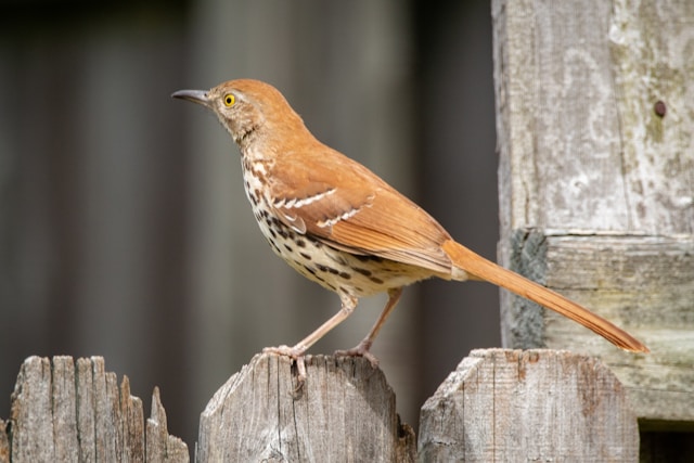 Brown birds in Florida Brown Thrasher