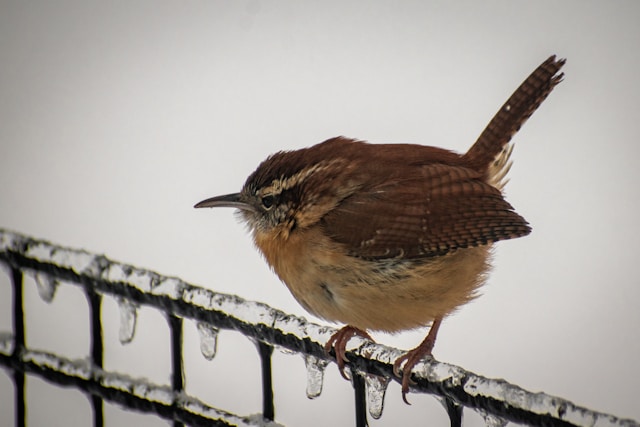 Brown birds in Florida Carolina Wren