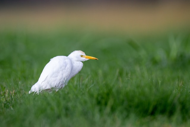 Cattle Egret