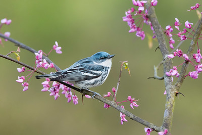 Blue Birds in Florida Cerulean Warbler 