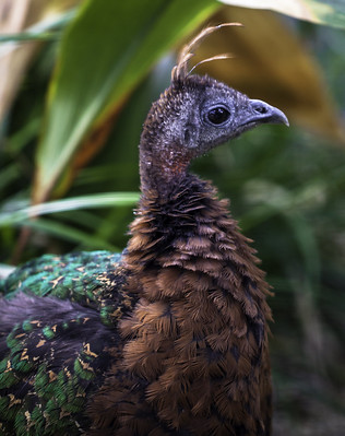 Congo Peafowl