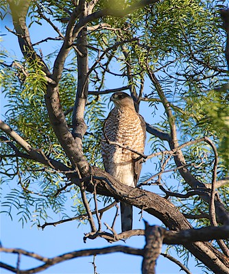 Cooper’s Hawk