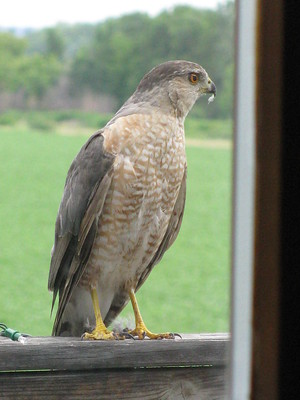 Cooper’s Hawk