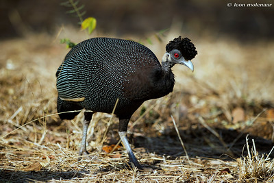 Crested Guineafowl 