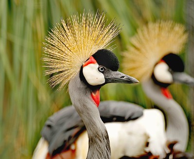 Crowned Crane