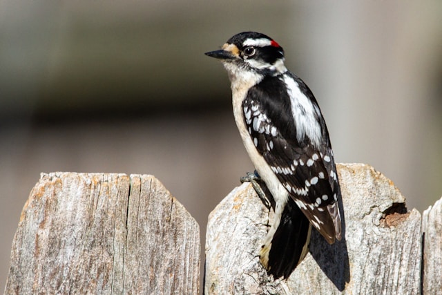 Florida WoodpeckersDowny Woodpecker