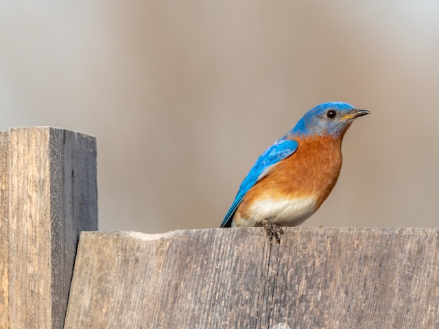 Blue Birds in Florida  Eastern Bluebird 