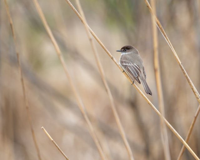 Brown birds in Florida Eastern Phoebe