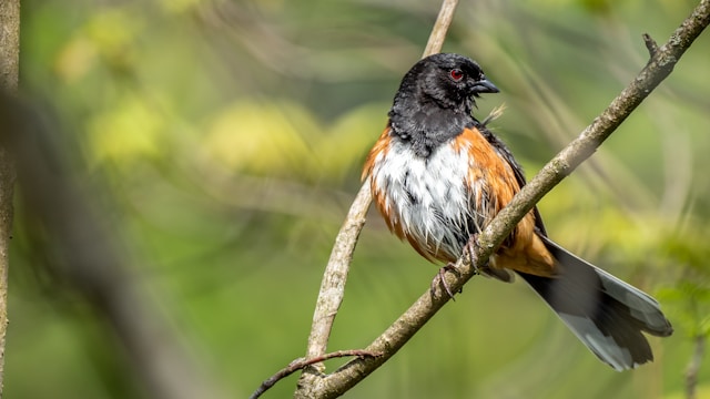 Brown birds in Florida Eastern Towhee