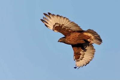 Ferruginous Hawk