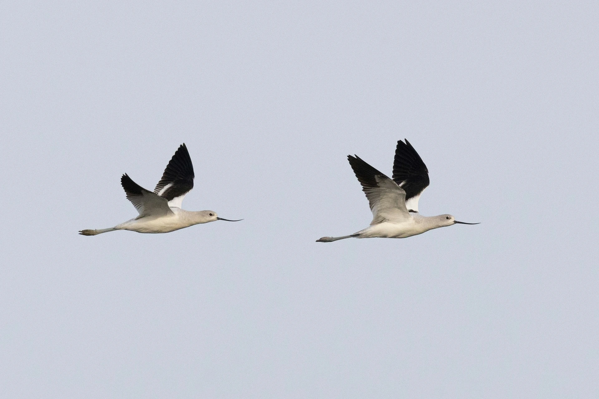 Florida Birds with Long Beaks