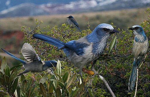 Blue Birds in Florida Florida Scrub-Jay