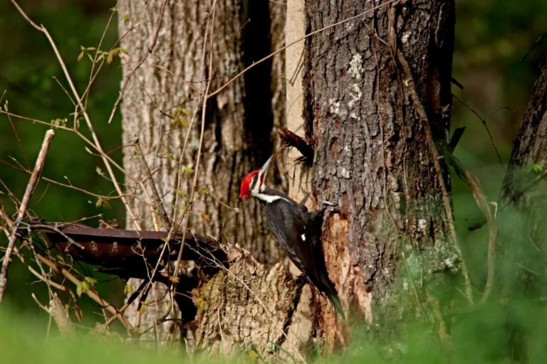 12 Types of Florida Woodpeckers with Pictures